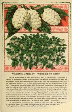 Historical Seed Catalogs: Wilson's 15th annual price list and catalogue of fresh and reliable garden, field, and flower seeds (1891) - 34 in a series