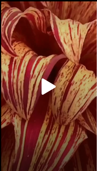 Dazzling Dahlias - 6 in a series - The Dahlia Flower Show via FreeToLaughNow on TikTok