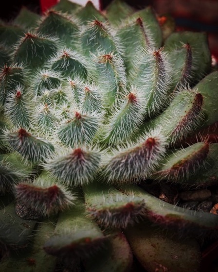 Captivating Cactus: 5 in a series - Fuzzy Echeveria Setosa v. minor
