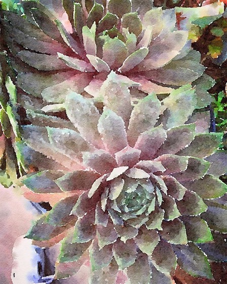 Succulents in Watercolor via Instagram