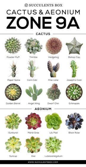 Captivating Cactus: 6 in a series - Choosing Succulents For Zone 9 - California, Florida And Arizona via Succulents Box