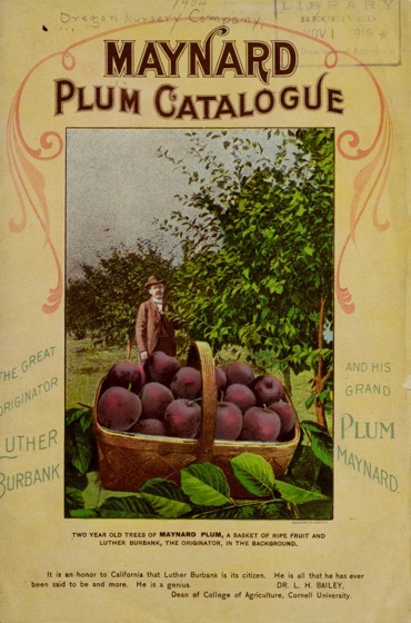 Historical Seed Catalogs: Maynard plum catalogue by Oregon Nursery Co (1904) - 44 in a series