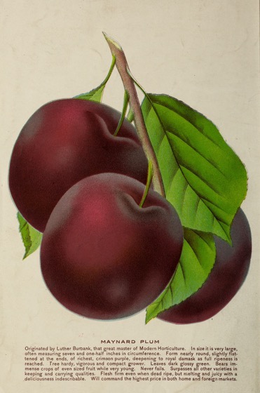 Historical Seed Catalogs: Maynard plum catalogue by Oregon Nursery Co (1904) - 44 in a series