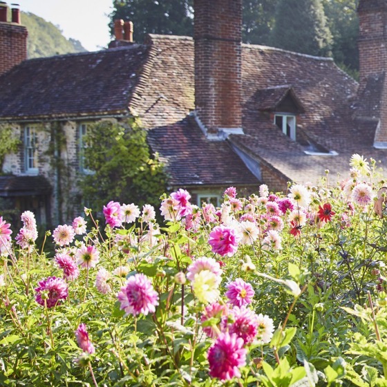 Dazzling Dahlias - 10 in a series - Alan Titchmarsh: How I grow dahlias — and why they’re my second-most infallible plants via Country Life