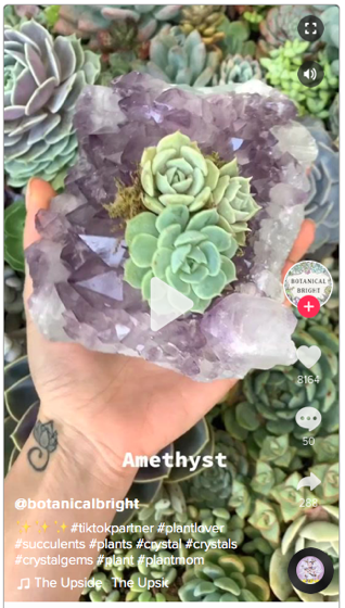 Captivating Cactus: 8 in a series - Succulents and Crystal Planters via BotanicalBright on TikTok