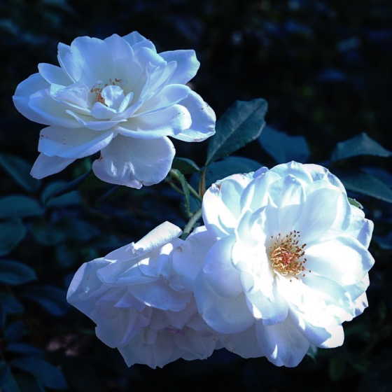 White Roses via Instagram