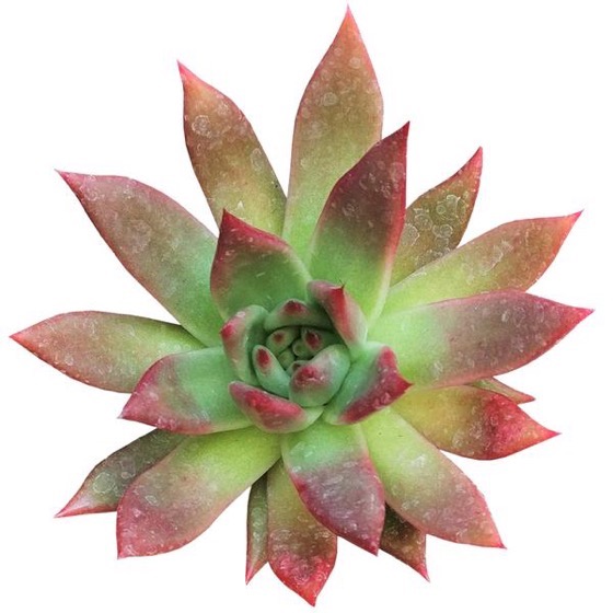 Captivating Cactus and Striking Succulents: 13 in a series - 4 Echeveria 