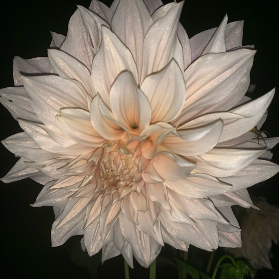 Dazzling Dahlias - 13 in a series - Dahlia in the Dust via Sofia Weström on WTSocial