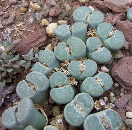 Captivating Cactus and Striking Succulents: 18 in a series - Lithiops (Living Stones)
