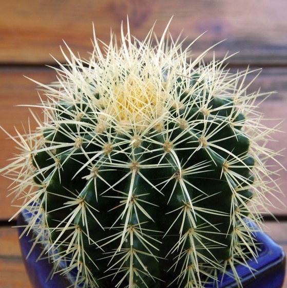 Captivating Cactus and Striking Succulents: 198 in a series - 15 of the Best Types of Cactus You Can Grow at Home via Country Living