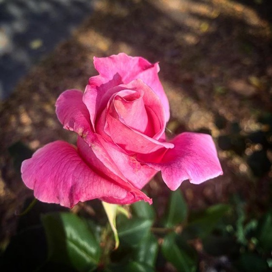 Bewitched roses in my garden via Instagram