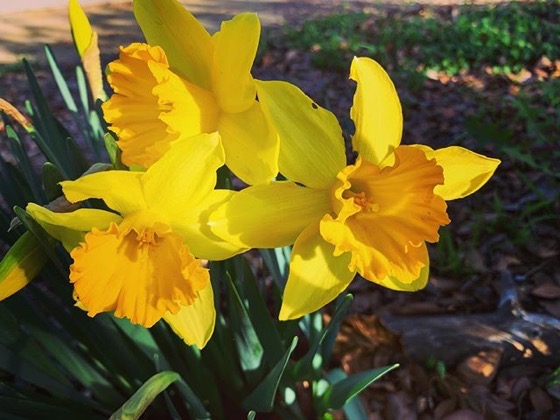 First Daffodils 2020 via Instagram