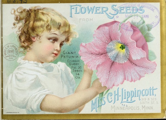 Historical Seed Catalogs: Flower seeds from Miss C.H. Lippincott (1898) - 50 in a series