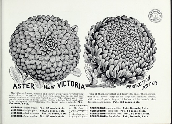 Historical Seed Catalogs: Flower seeds from Miss C.H. Lippincott (1898) - 50 in a series