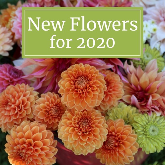 Dazzling Dahlias - 19 in a series - New Flowers For Your 2020 Garden via Longfield Gardens