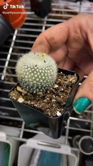 Captivating Cactus and Striking Succulents: 22 in a series - Go plant something!🌵💚 via partlysunnyprojects on TikTok