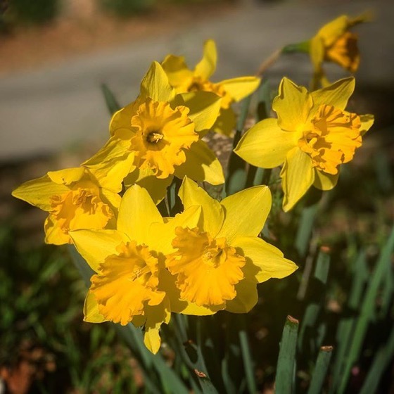 California Daffodils in the Garden via Instagram