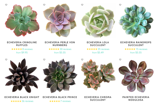 Captivating Cactus and Striking Succulents: 23 in a series - Echeveria from Succulents Box