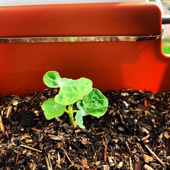 Nasturtiums Rising via Instagram