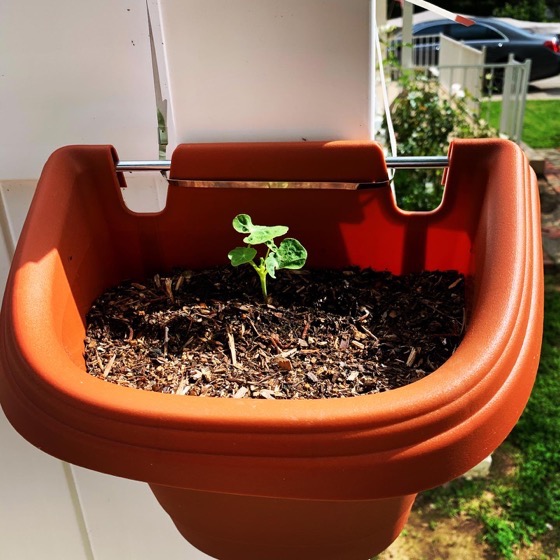 Nasturtiums Rising via Instagram