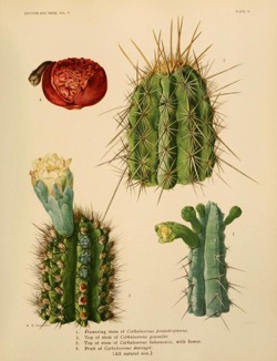 Historical Garden Books - 74 in a series - The Cactaceae : descriptions and illustrations of plants of the cactus family (1919) by Nathaniel Lord Britton, J. N. (Joseph Nelson) Rose, J. N. (Joseph Nelson) 
