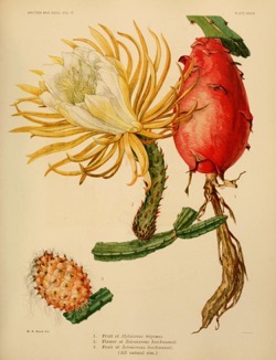 Historical Garden Books - 74 in a series - The Cactaceae : descriptions and illustrations of plants of the cactus family (1919) by Nathaniel Lord Britton, J. N. (Joseph Nelson) Rose, J. N. (Joseph Nelson)