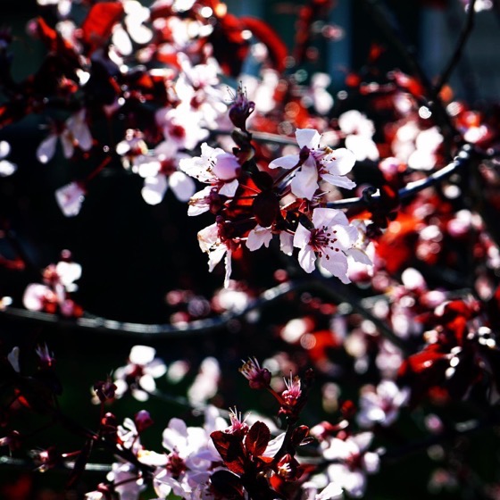 Cherry Blossoms In The Neighborhood via Instagram