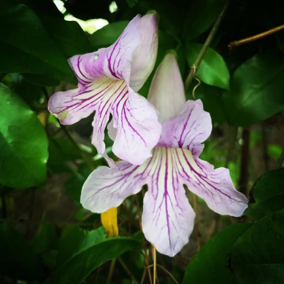 Clytostoma callistegioides (Lavender Trumpet Vine) Flowers In The Garden via Instagram