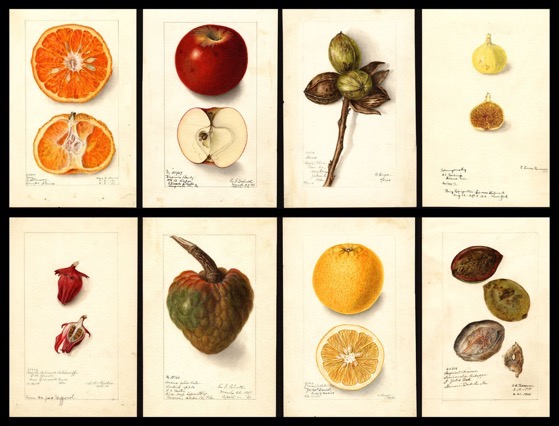 Over 100 Years Ago, the US Government Commissioned 7,500 Watercolor Paintings of Every Kind of Fruit in the Country via Morsel NEW YORK