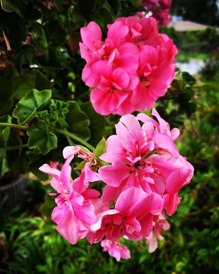 A Humble Geranium via Instagram