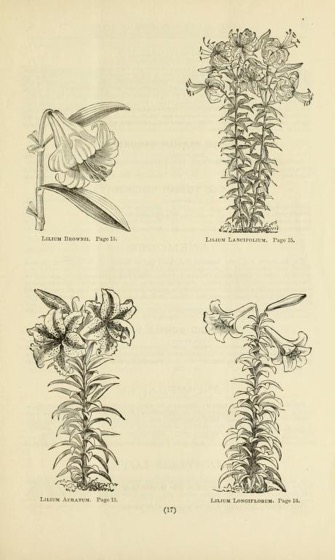 Historical Seed Catalogs: Hoveys' illustrated guide and bulb catalogue for 1878 - 56 in a series