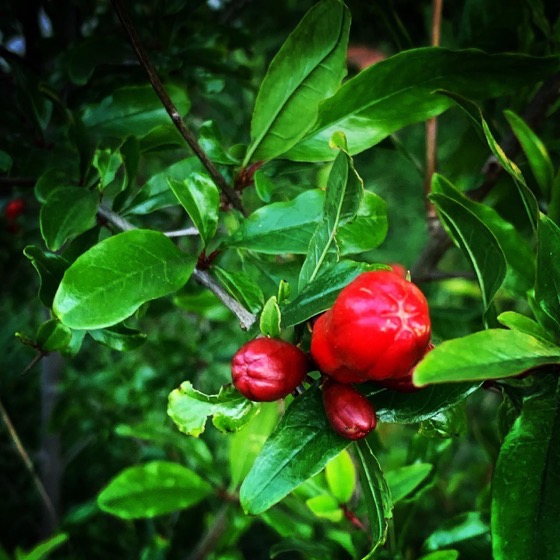 Pomegranate Flowers via Instagram