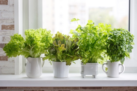 Three Ways to Turn Your Apartment into a Sustainable Garden via JSTOR Daily