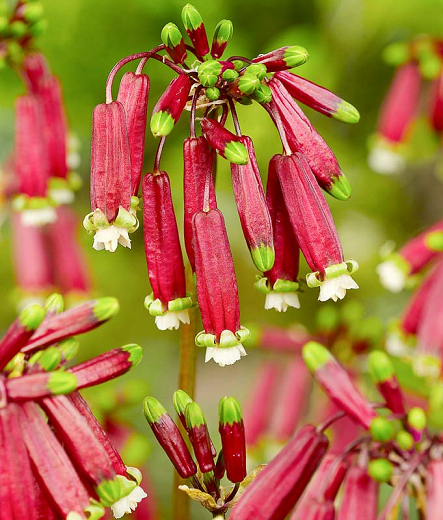 Firecracker Brodiaea (Dichelostemma ida-maia)