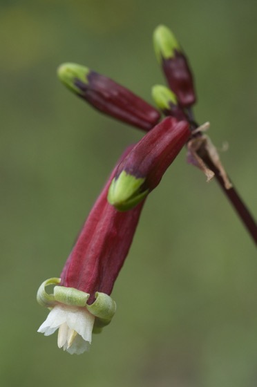 Interesting Plant: Firecracker Brodiaea (Dichelostemma ida-maia)