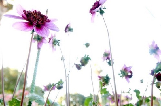 Dazzling Dahlias - 26 in a series - Dahlias: one flower, infinite beauty via The Los Angeles Times