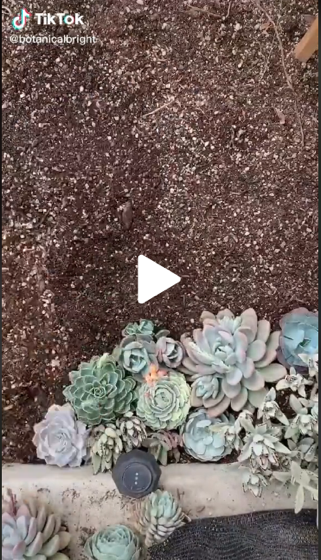 Captivating Cactus and Striking Succulents - 34 in a series - Replanting my ‘lil succulent garden! via Botanical Bright on TikTok