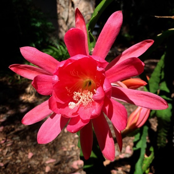 Epiphyllum Flower via Instagram