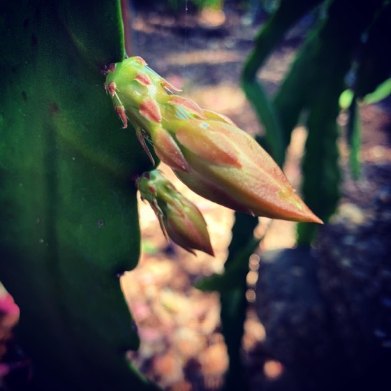 Epiphyllum buds almost ready to bloom via Instagram