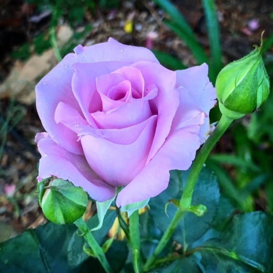 A rose in the garden via Instagram