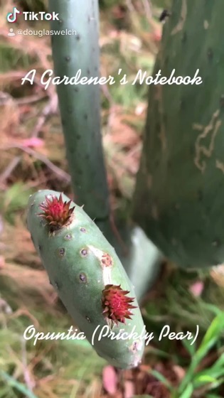 In the garden... Opuntia (Prickly Pear Cactus) via TikTok [Video] (1:34)