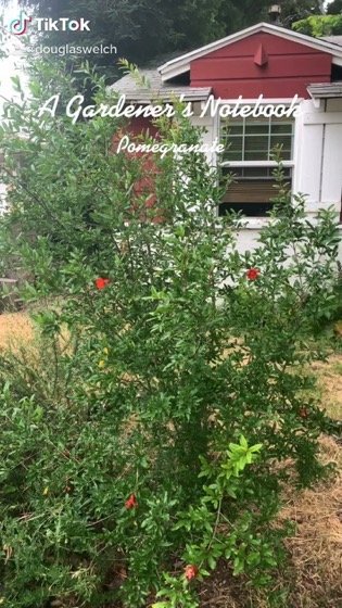 In the garden...Pomegrante via TikTok [Video]
