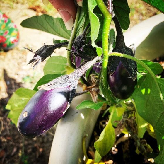 Patio Baby Eggplant  via Instagram