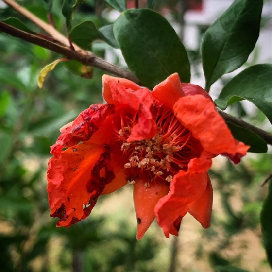 Pomegranate Flower...and hopefully fruit in the garden via Instagram