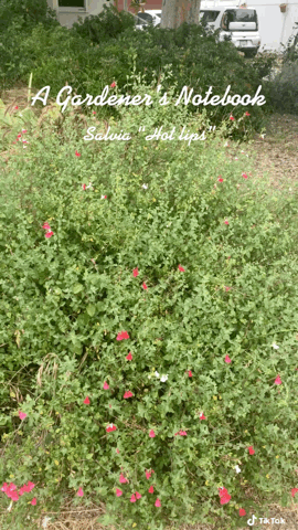 In the garden...Salvia “Hot Lips” via TikTok [Video]