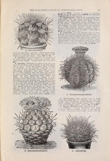 Historical Seed Catalogs:  Seventh annual catalogue of cacti : euphorbias, aloes, agaves, succulents and novelty plants (1906) by Callander Cactus Co - 66 in a series