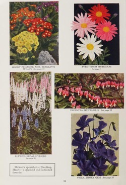 Historical Seed Catalogs: Garden novelties, 1937 / Bristol Nurseries, Inc.. - 64 in a series