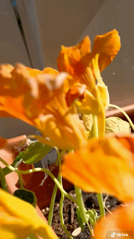 In the garden...Nasturtiums Up Close [Video]
