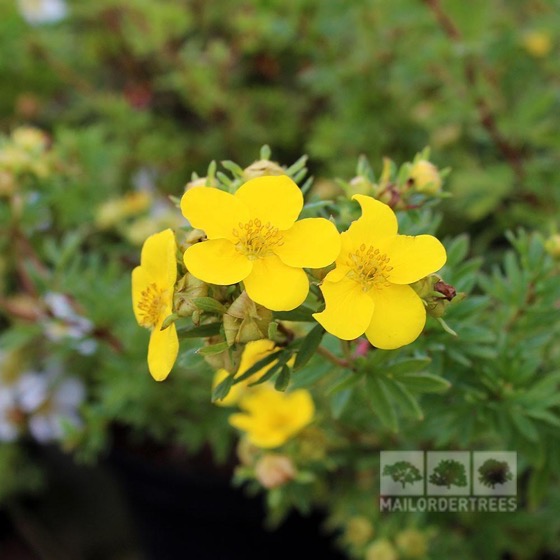 Interesting Plant: Potentilla fruticosa 'Goldfinger'