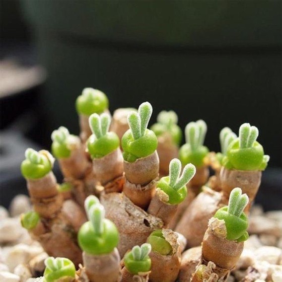 Captivating Cactus and Striking Succulents - 37 in a series - Bunny Succulents (Monilaria obconica) via House Beautiful